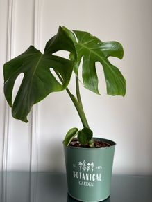 Indoor plant
