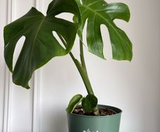 Indoor plant