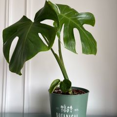 Indoor plant