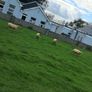 4 ewes inlamb Image 2