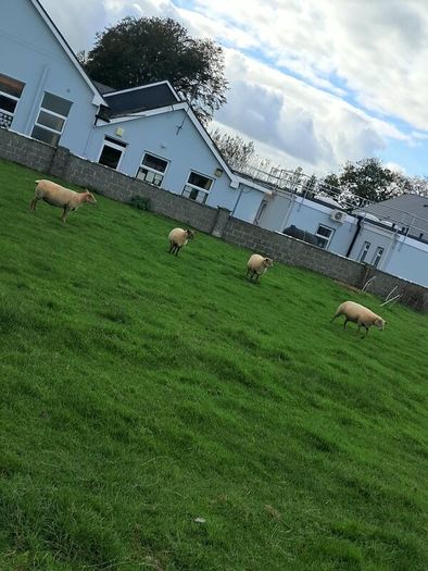 4 ewes inlamb