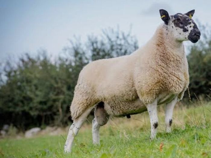Milford ram wanted