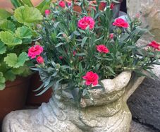 gardener's boot