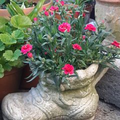 gardener's boot