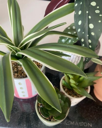 Selection of Five Artificial House Plants