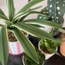 Selection of Five Artificial House Plants Image 2
