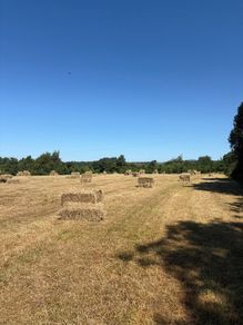 Hay