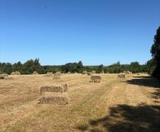 Hay