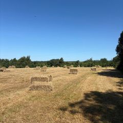 Hay