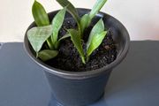 snake plant