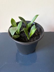 snake plant