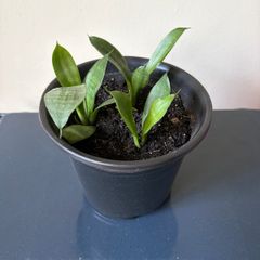 snake plant