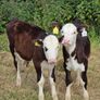 Hereford heifer calves Image 3