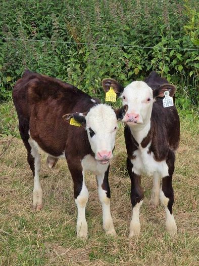 Hereford heifer calves