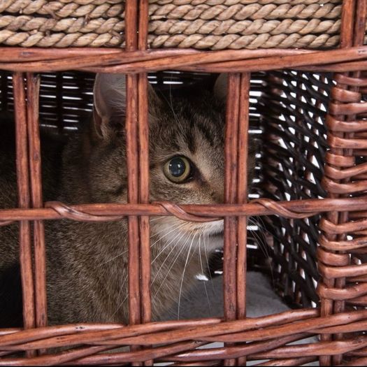 Pueblo Cat Den