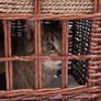 Pueblo Cat Den Image 7