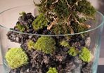 Forest arrangements H35cm by W25cm