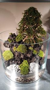 Forest arrangements H35cm by W25cm