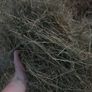 Hay for sale Image 4