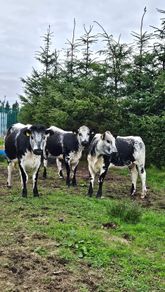 Cattle