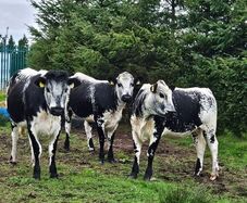 Cattle