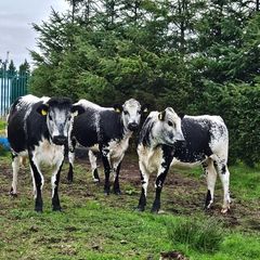 Cattle