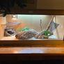 4 ft Habistat Reptile Vivarium and accessories Image 2