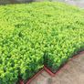 Box Hedging Image 6