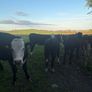 Hereford Heifers Image 6