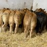 Top End Limousin Calves Image 3