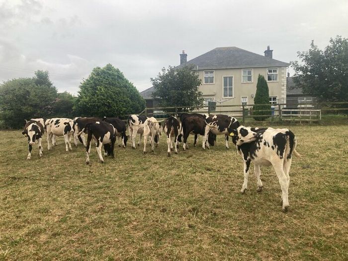 12 excellent quality FR heifer calves