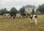 12 excellent quality FR heifer calves