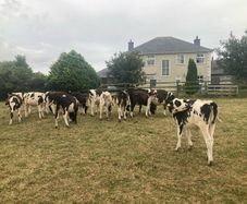 12 excellent quality FR heifer calves