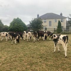 12 excellent quality FR heifer calves