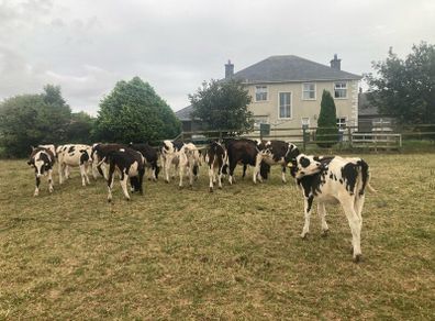 12 excellent quality FR heifer calves