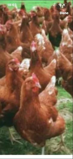 Ducks And Hens