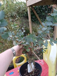 Eucalyptus Gunni tree