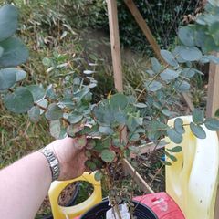 Eucalyptus Gunni tree