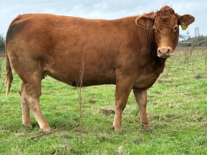 5 smashing incalf heifers