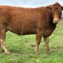 5 smashing incalf heifers Image 9