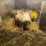 Pbr Texel Rams Image 7