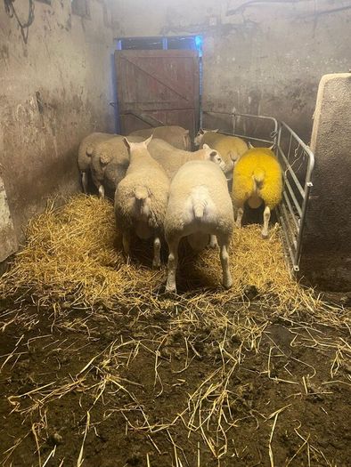 Pbr Texel Rams