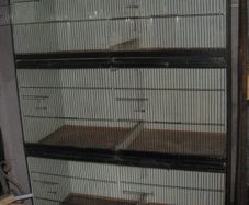 Bird Cages