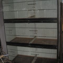 Bird Cages