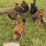 Welsummer off heat Chicks Image 2