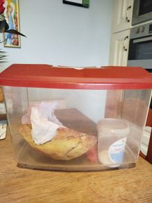 fish tank