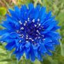 Pink Cornflower Seeds or Blue Cornflower Seeds Image 2