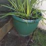 Two large green plant pots daffodils Image 2