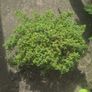 Juniper Bonsai Tree Image 4