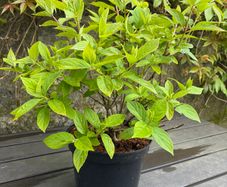 hydrangea paniculata Limelight